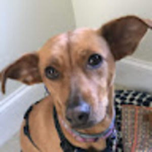 Meet your Posher, Maggie